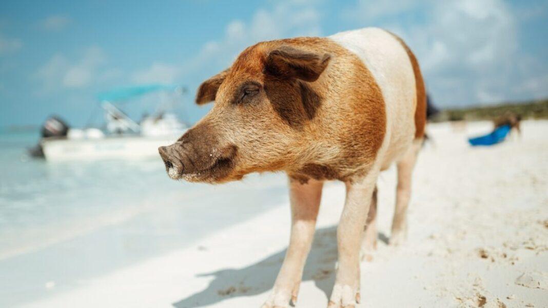 featured-image-13884-1753726945 best pet-friendly vacation spots in Texas