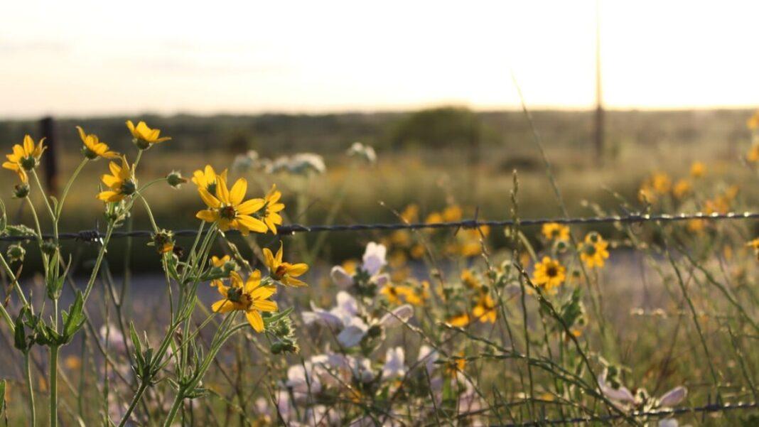 Top 10 Eco-Friendly Products Texans Use Daily to Slash Bills & Carbon Footprint
