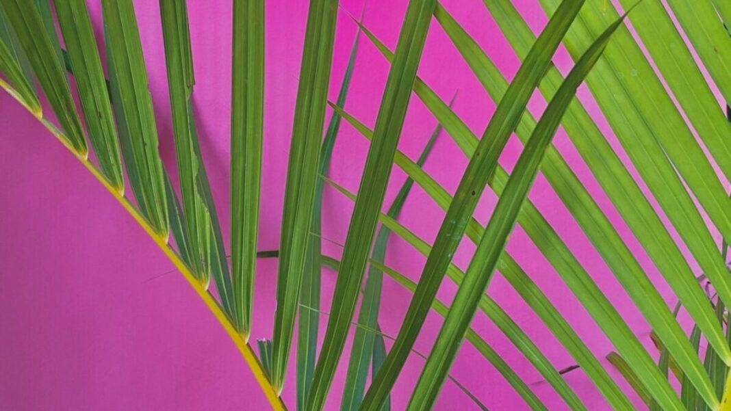 Top 10 Free Graphic Design Software Every Florida Creative Must Download in 2025